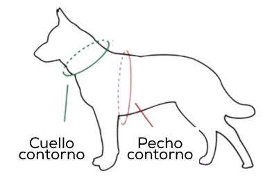 pecho y cuello perro